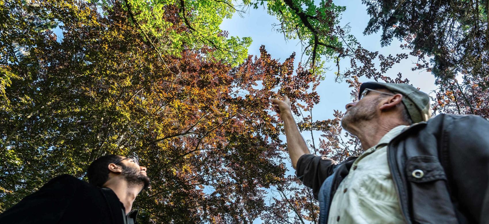 People look at tree canopies in their neighbourhood to learn how they can mitigate climate change