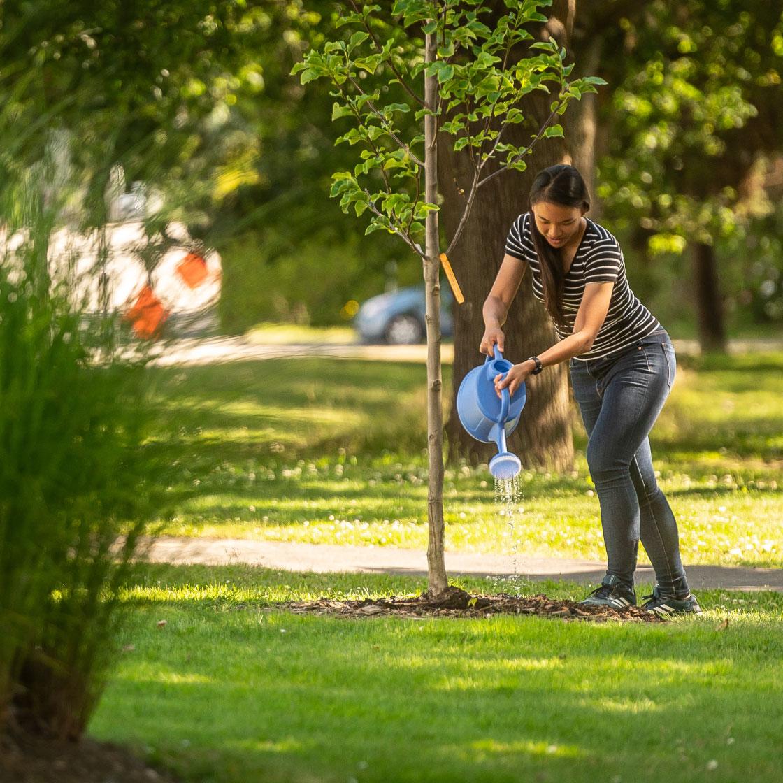 A person waters a young tree to help it survive