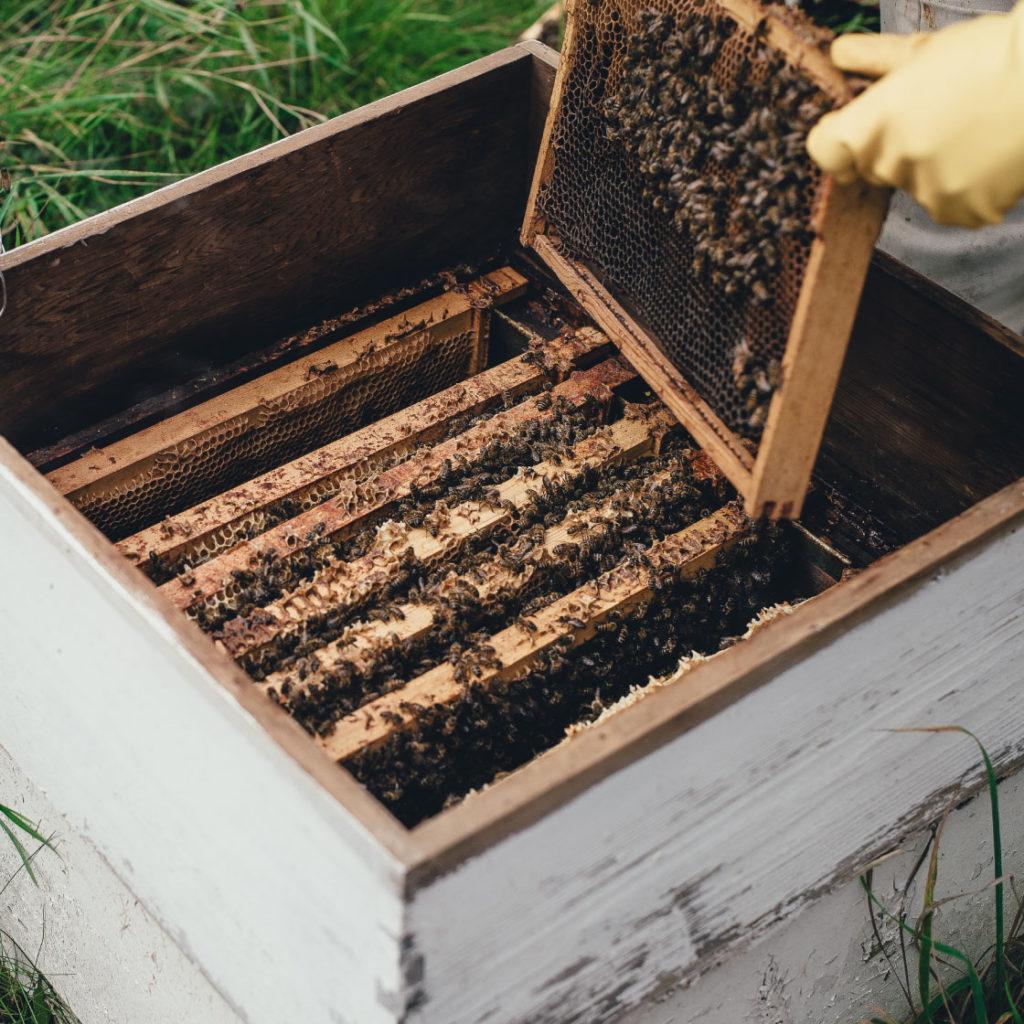 A beekeeper opens a honeybees hive full of hundreds of bees