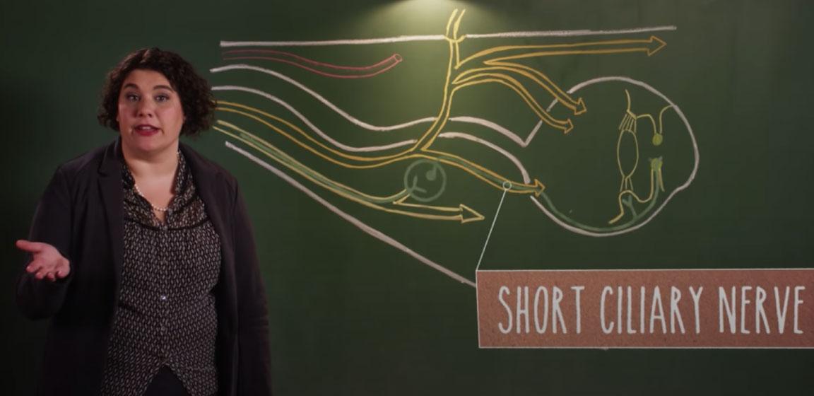 Dr. Claudia Krebs at UBC shows how the optic nerve works.