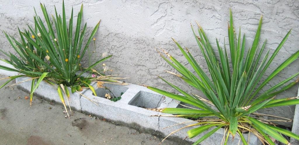 Close up detail of cinder block gardens