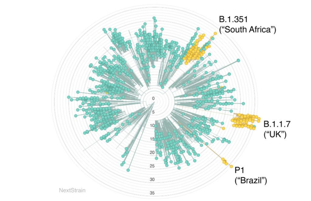 Radial graph showing the variants of the SARS-CoV-2 genome. The "South Africa", "UK" and "Brazil" variants of COVID-19 are highlighted.