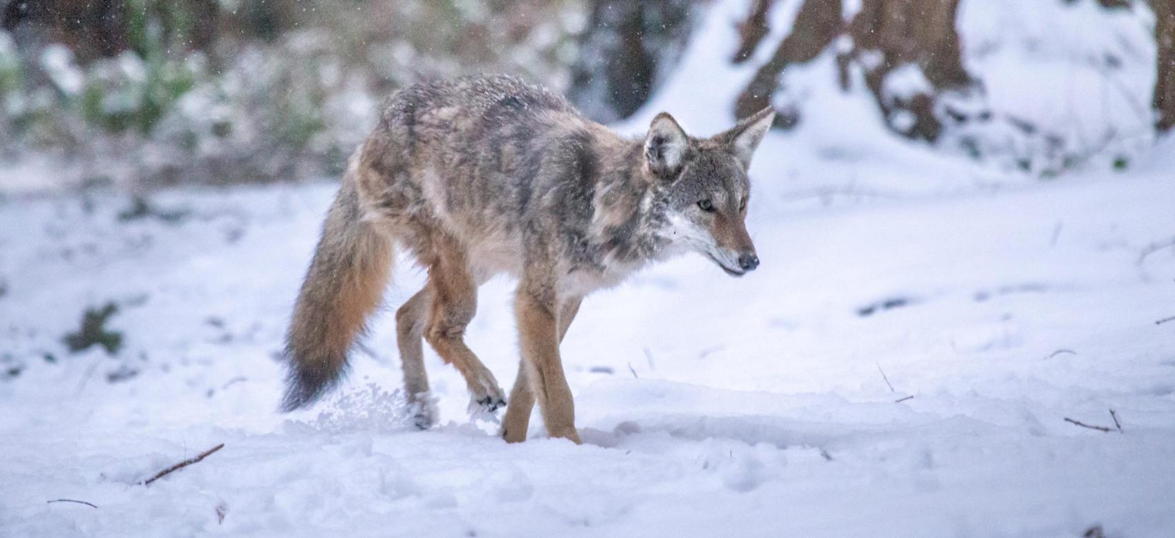 Kip, UBC's resident coyote, walks through snow