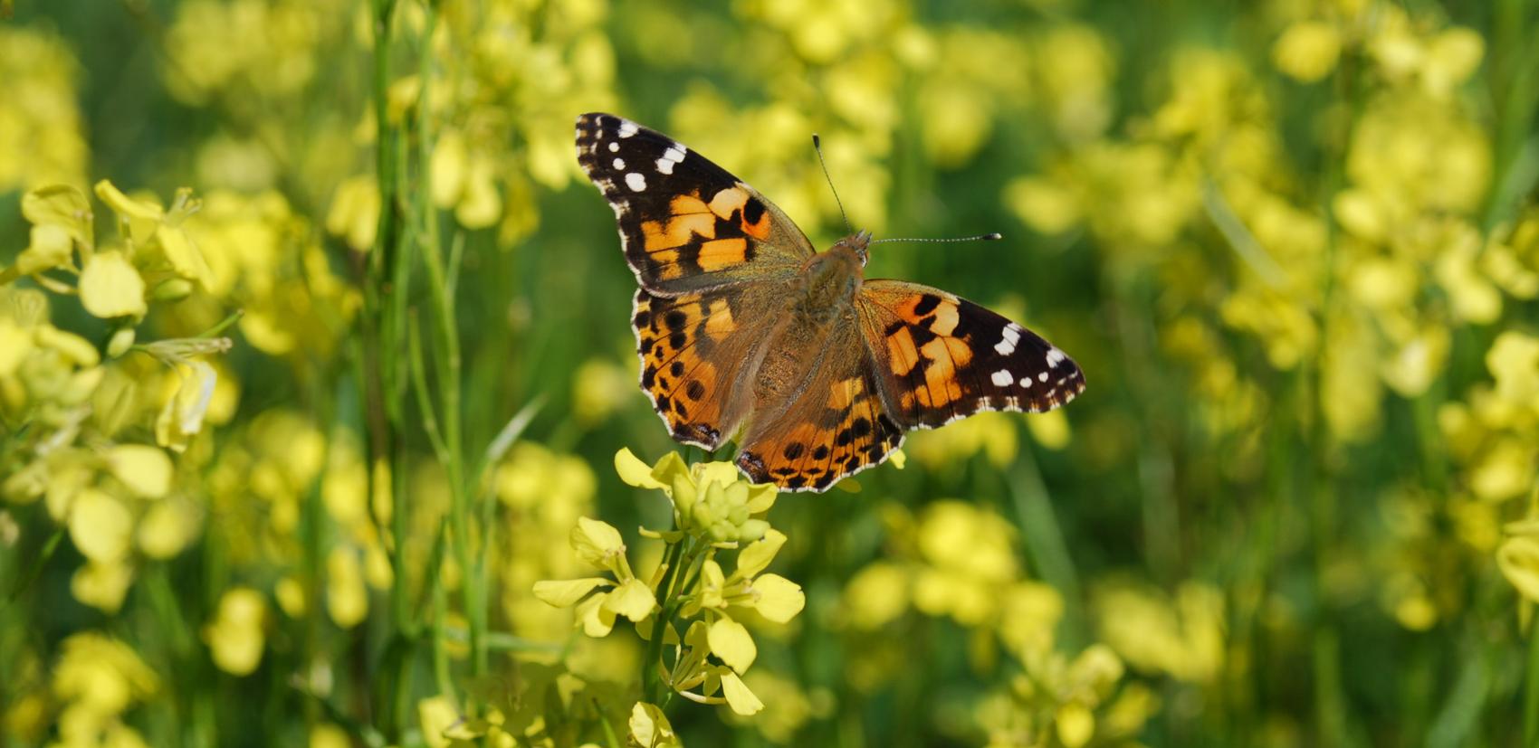 A butterfly on a canola flower