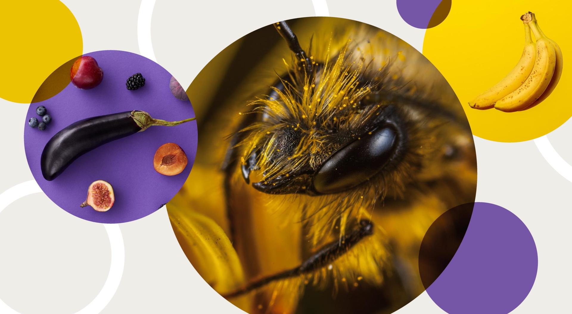 Illustration showing how pollination works with insects, and how it leads to fruit and vegetables