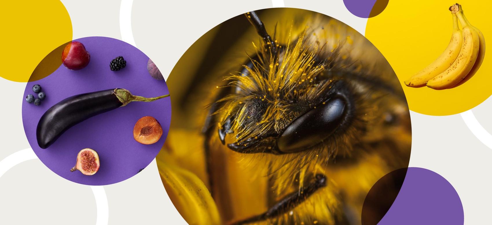 Illustration showing how pollination works with insects, and how it leads to fruit and vegetables