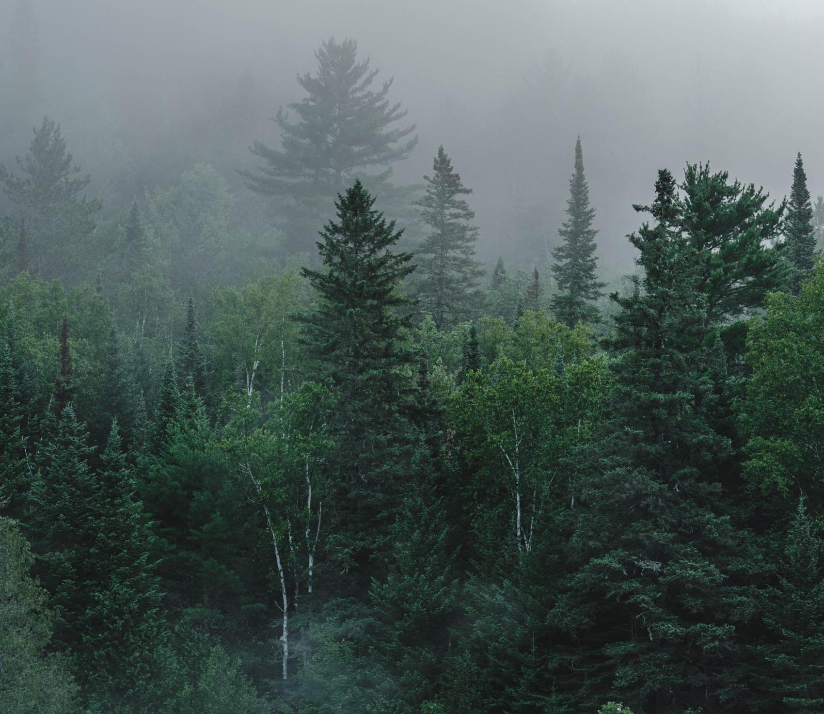 Trees in the Regional Park Forest Ouareau in Quebec