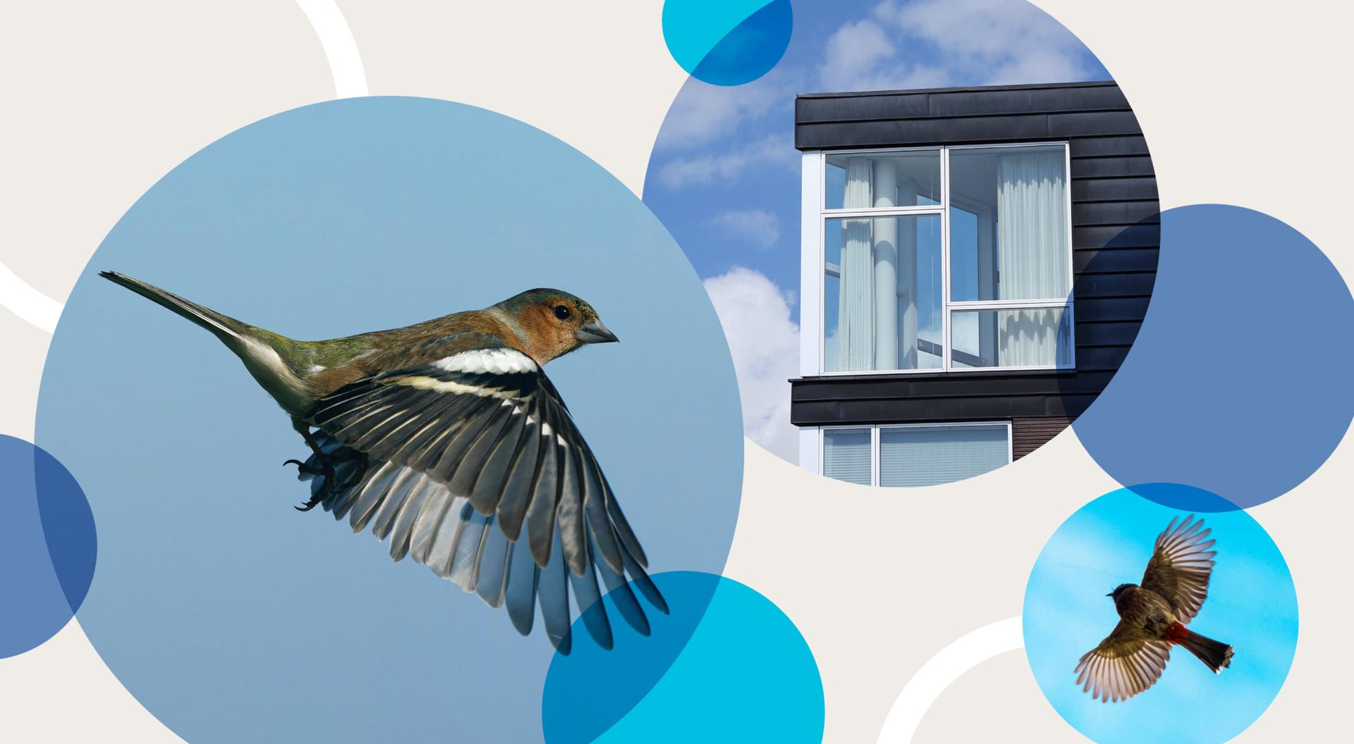 An illustration showing birds and windows that they could potentially fly into