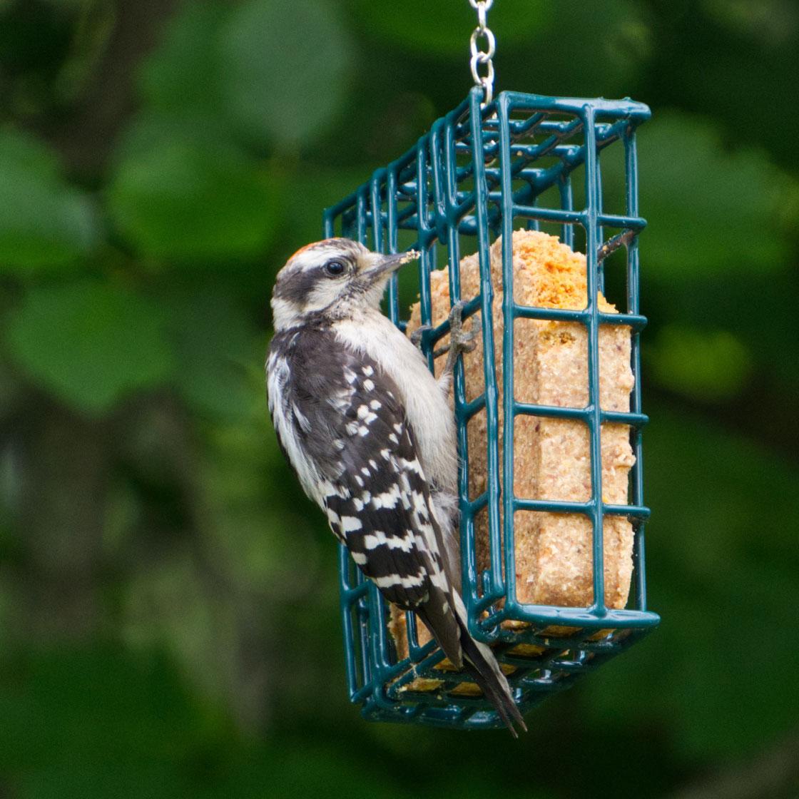 A small bird eats at an outdoor bird feeder. Placing bird feeders within half a meter from windows can help reduce collisions.