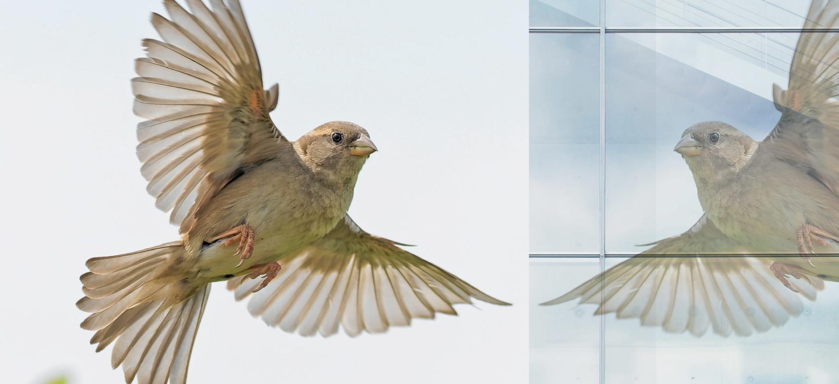 A photo illustration depicting a bird about to fly into a window. Window decals for birds and other strategies can help prevent birds from hitting windows.