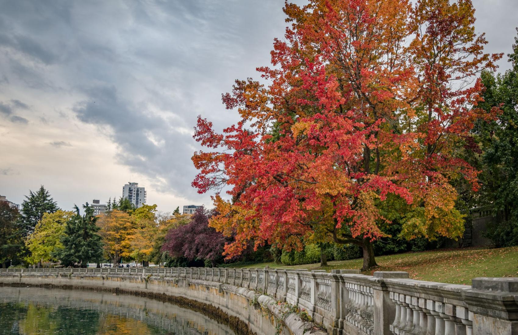 Trees in Stanley Park, an urban forest in Vancouver, turn colour from green to red in the autumn