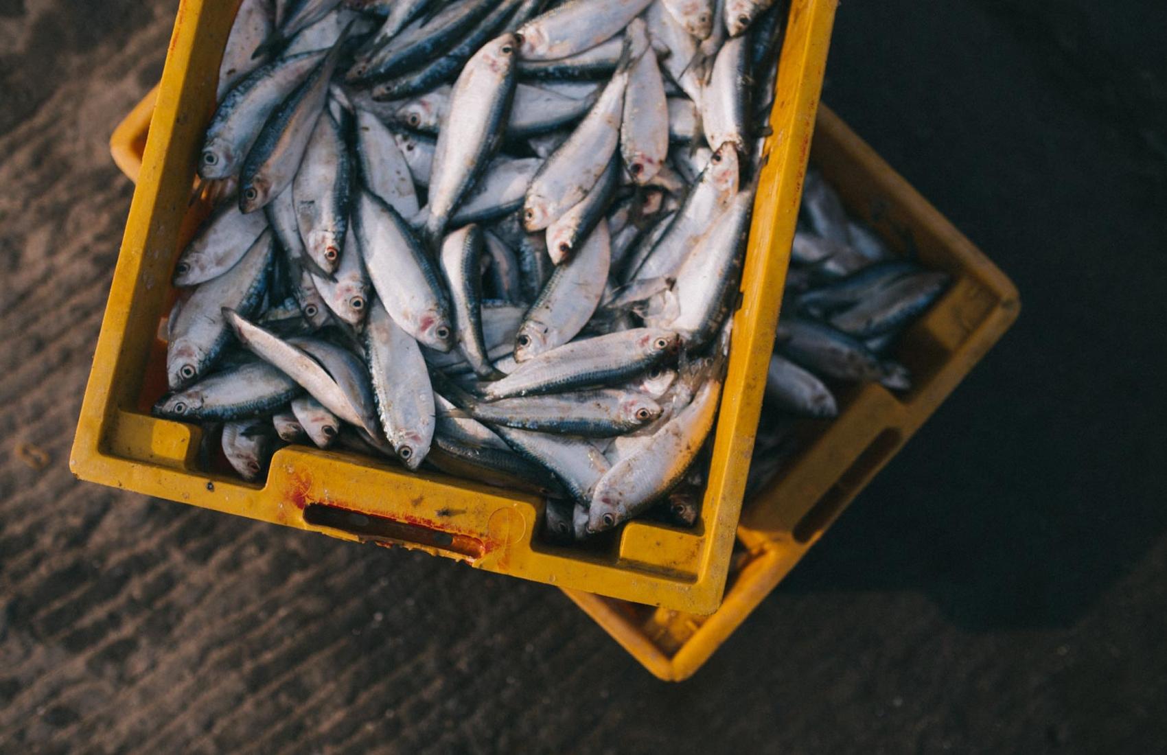 Crates of small fish caught by a commercial fishing trawler