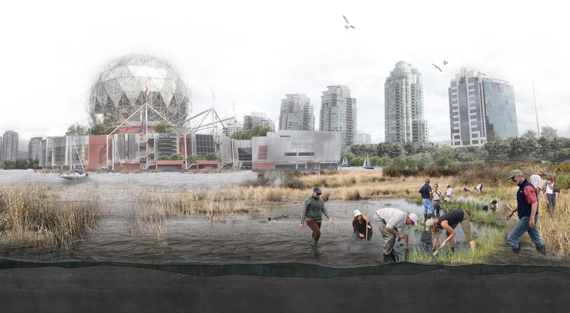 Speculative rendering of False Creek in 2050, illustrating the incorporation of nature-based solutions through the restoration of wetlands and coastal ecosystems. It shows a higher sea level that is mitigated by the planting and caretaking of coastal wetlands.
