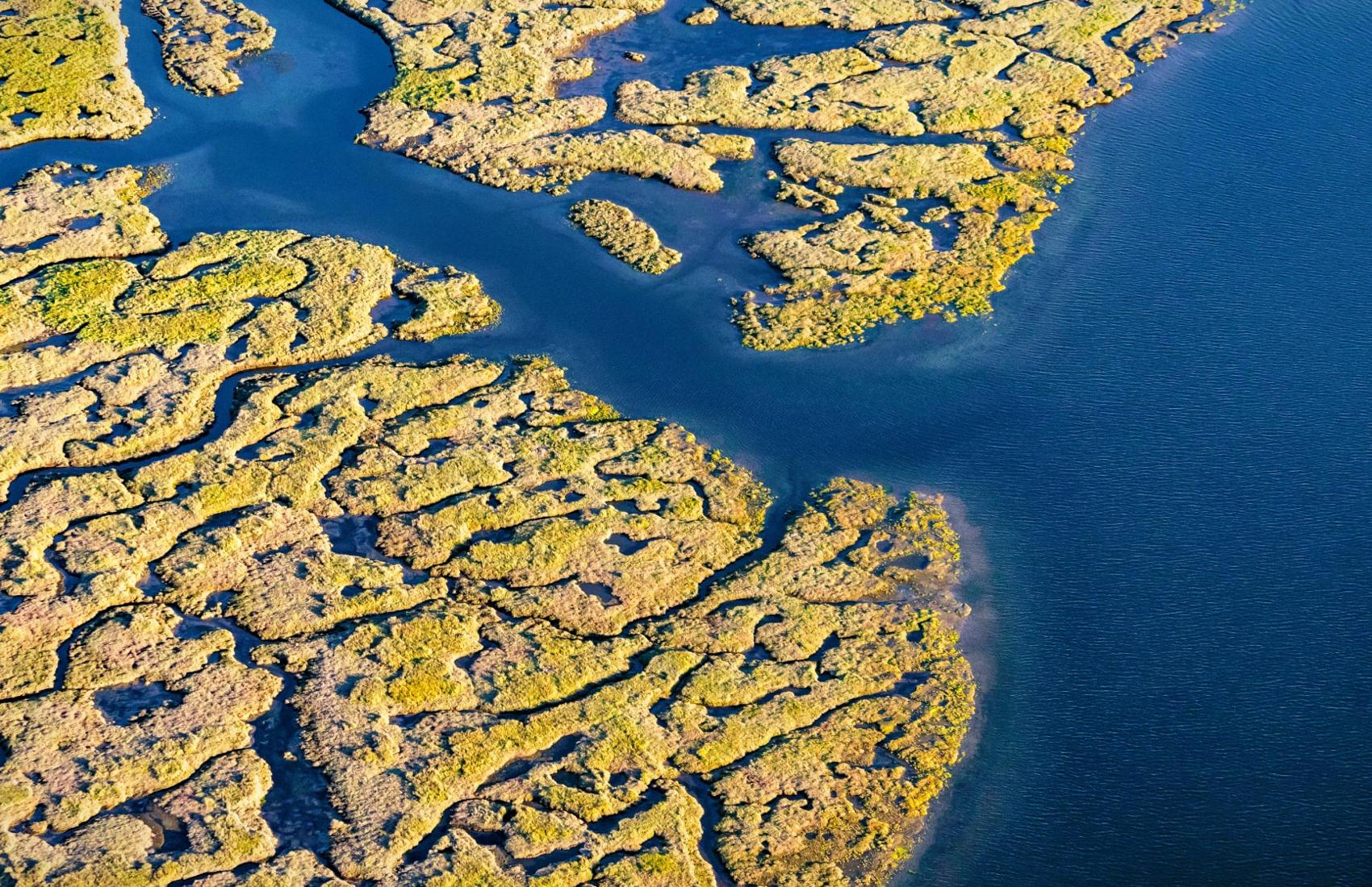 Aerial shot of the salt marshes in Boundary Bay, which are part of the South Coast region being studied by the PICS Living with Water project on sea level rise.
