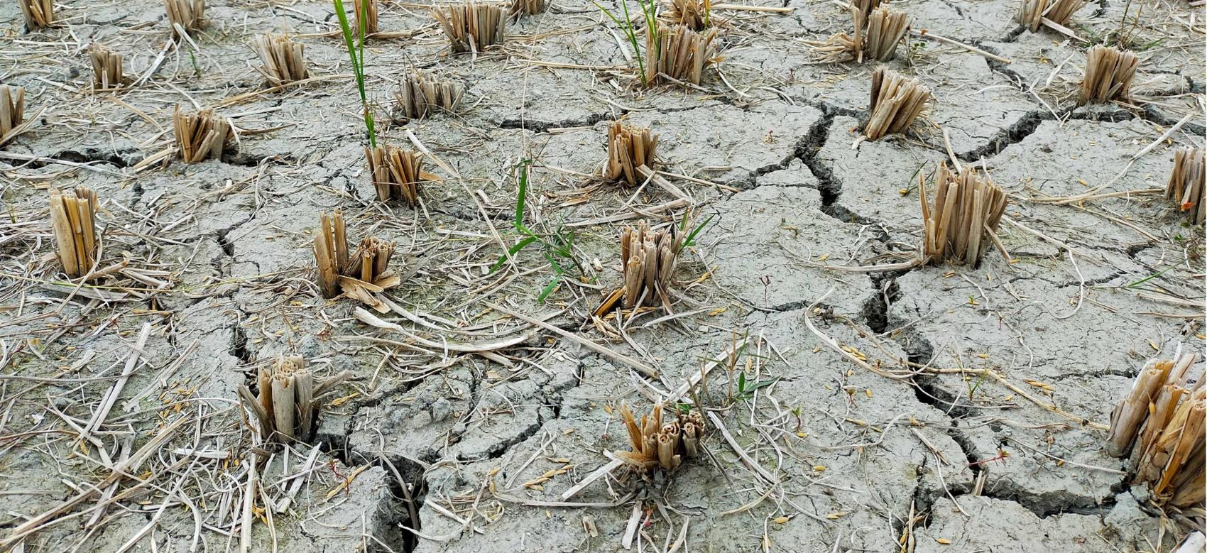 Dry land because of water scarcity due to climate change.