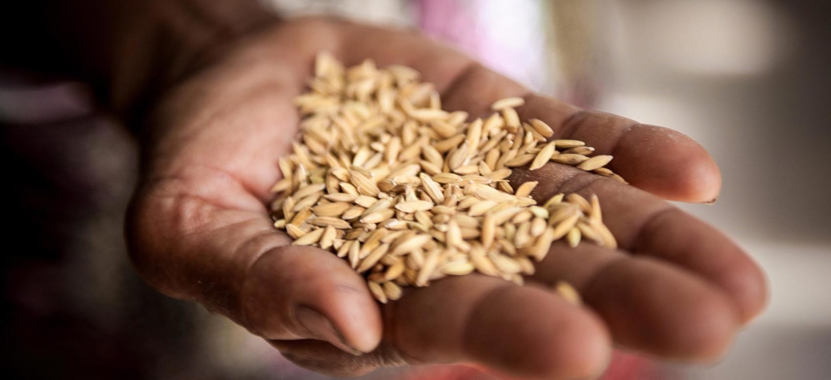 A woman holding rice in the palm of her hand
