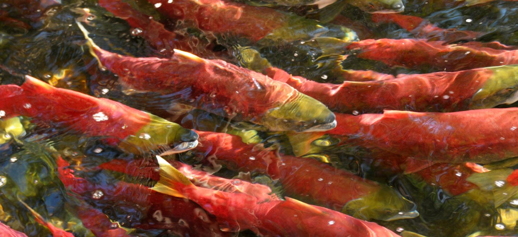 Sockeye salmon in river