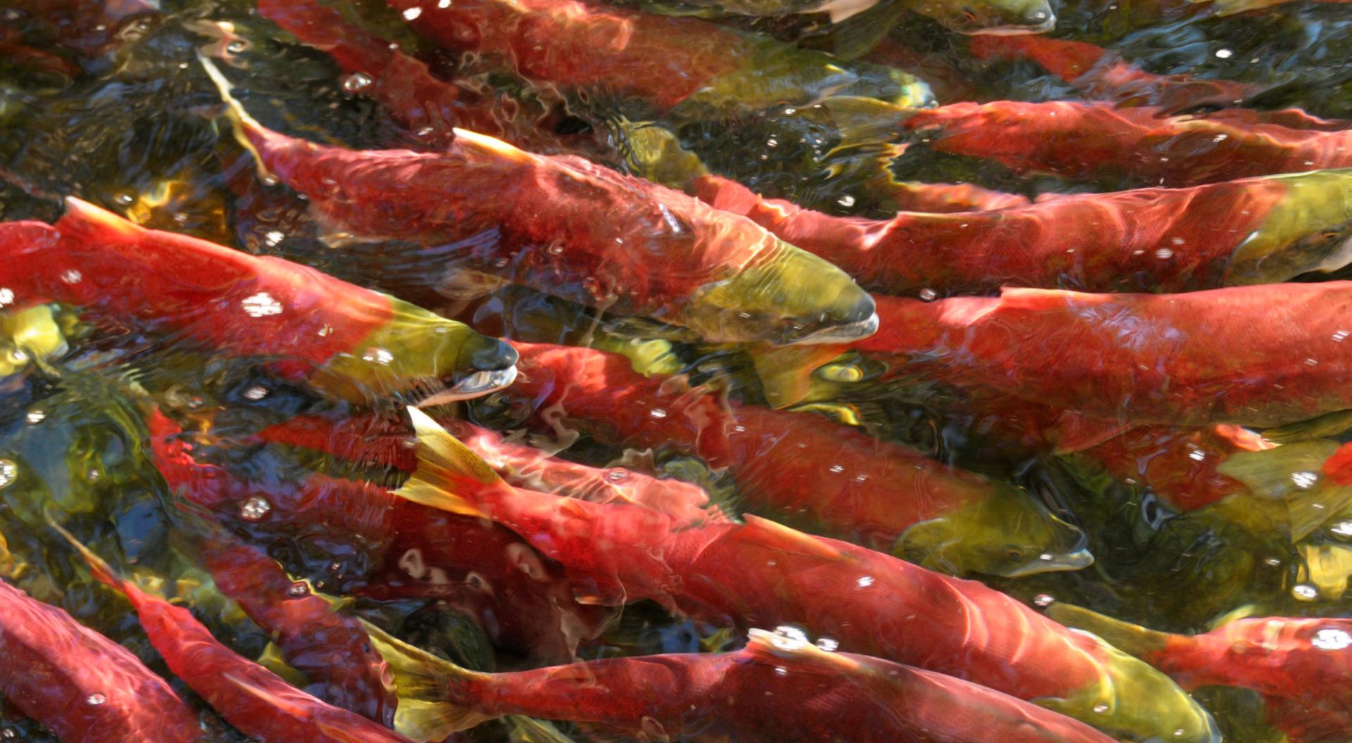 Sockeye salmon in river