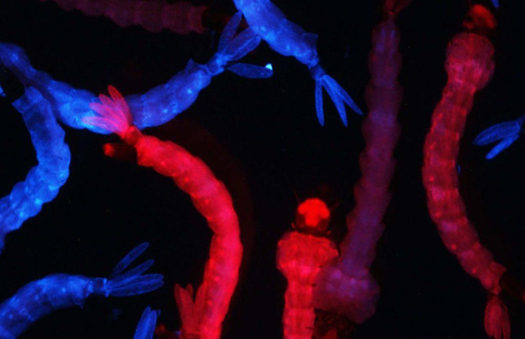 Photo close-up image of mosquito larvae