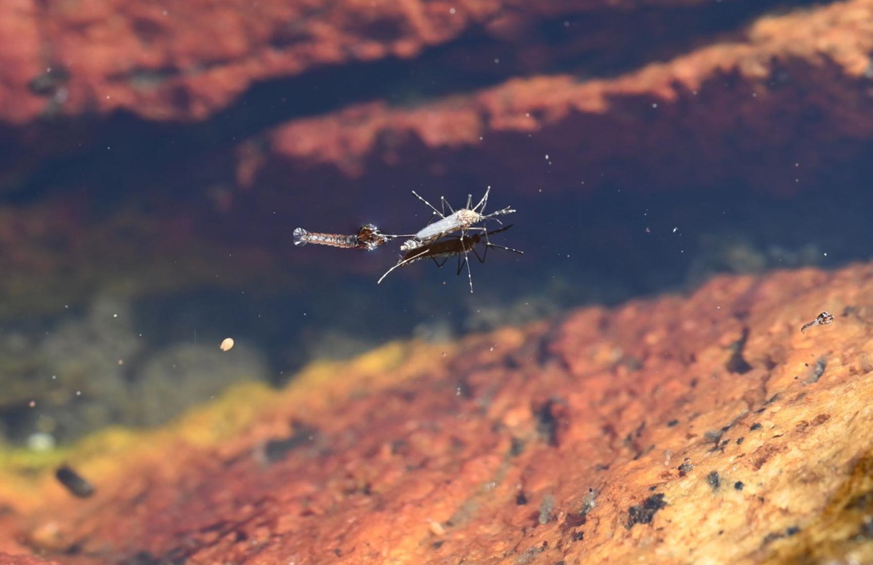 Photo of a mosquito taken in Lighthouse Park