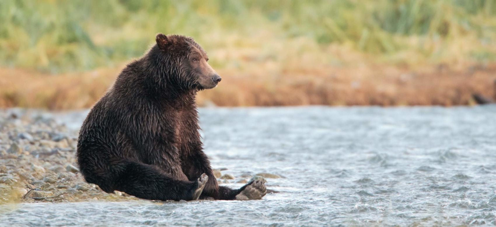 A Grizzly bear sitting on the banks of a river.