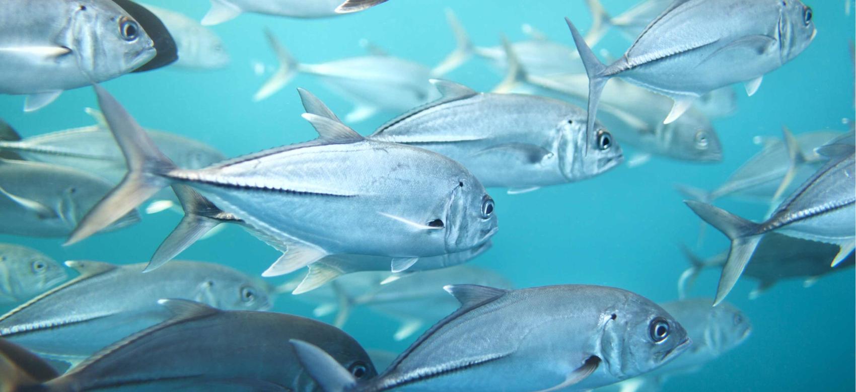 A school of tuna swimming underwater