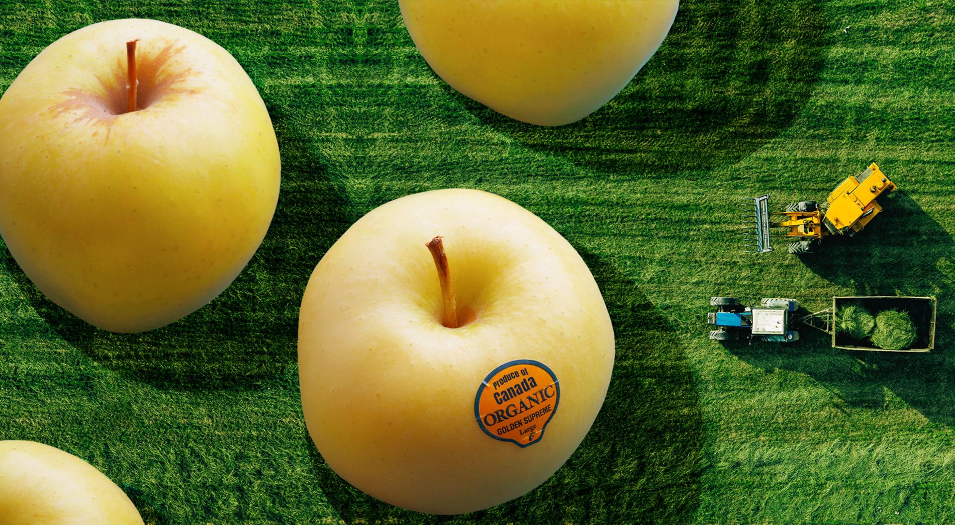 Aerial view of large apples with an "organic" label, overlaying an image of tiny agricultural vehicles on a field.
