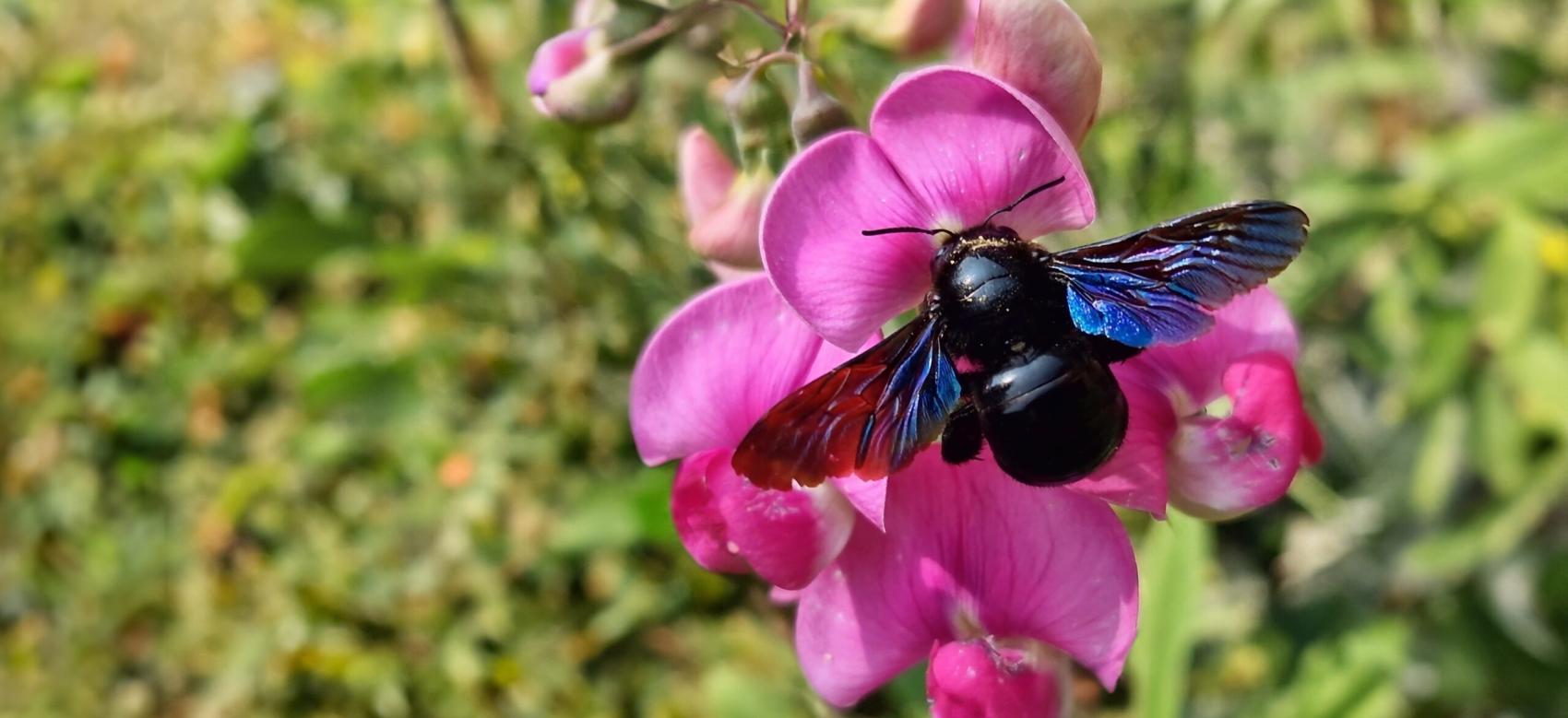 Close-up of a Xylopa (Carpenter Bee or lonely Bee) foraging sweet pea flowers