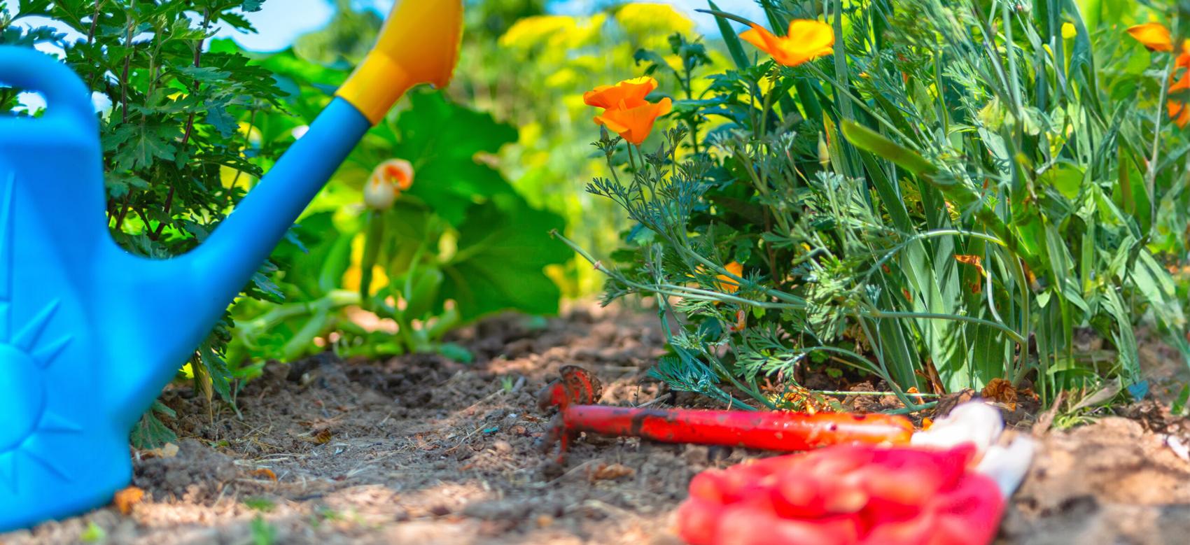 On the ground lies a watering can, a hoe and gloves.