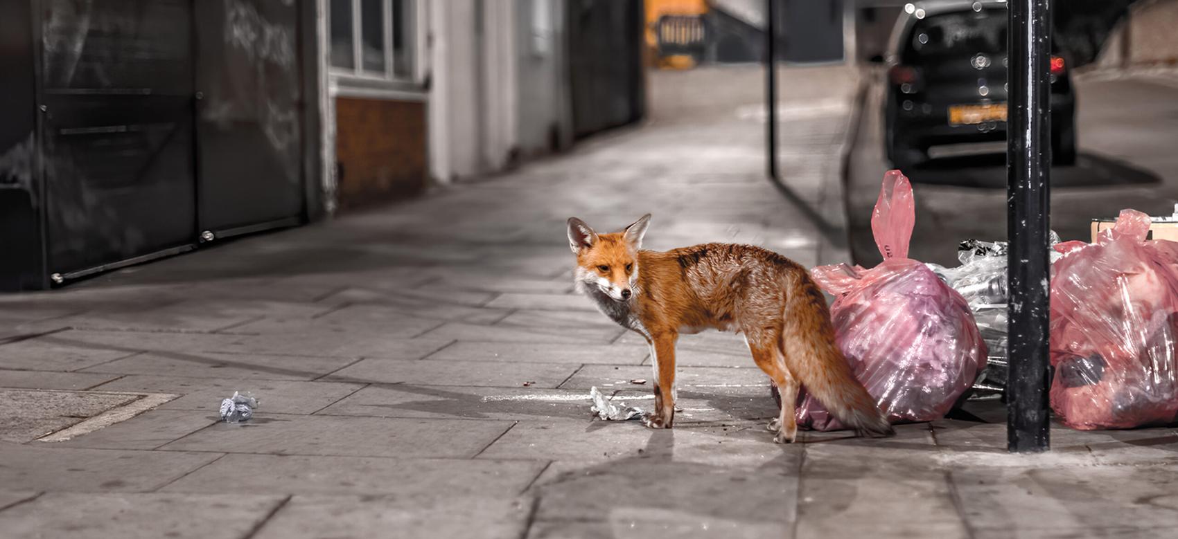A fox roaming the streets in search of food, next to bags of garbage.