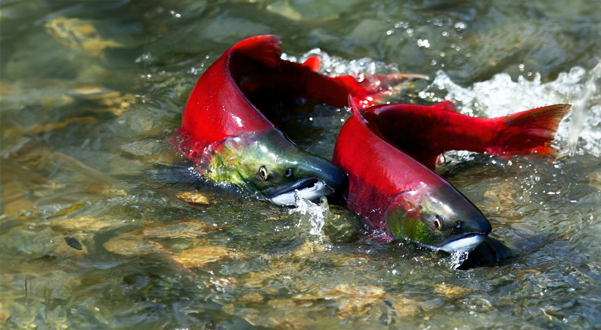 A wild red salmon couple in a river.