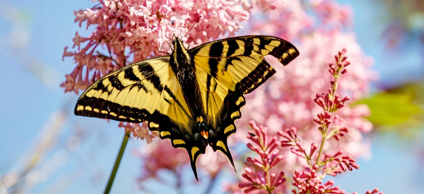 Western Tiger Swallowtail Butterfly in a garden