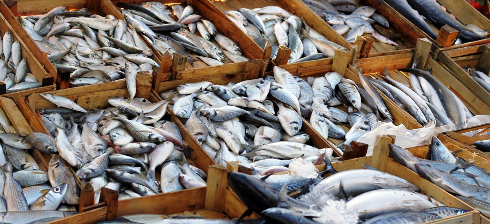 An abundance of fresh fish in wooden crates at a fish market.