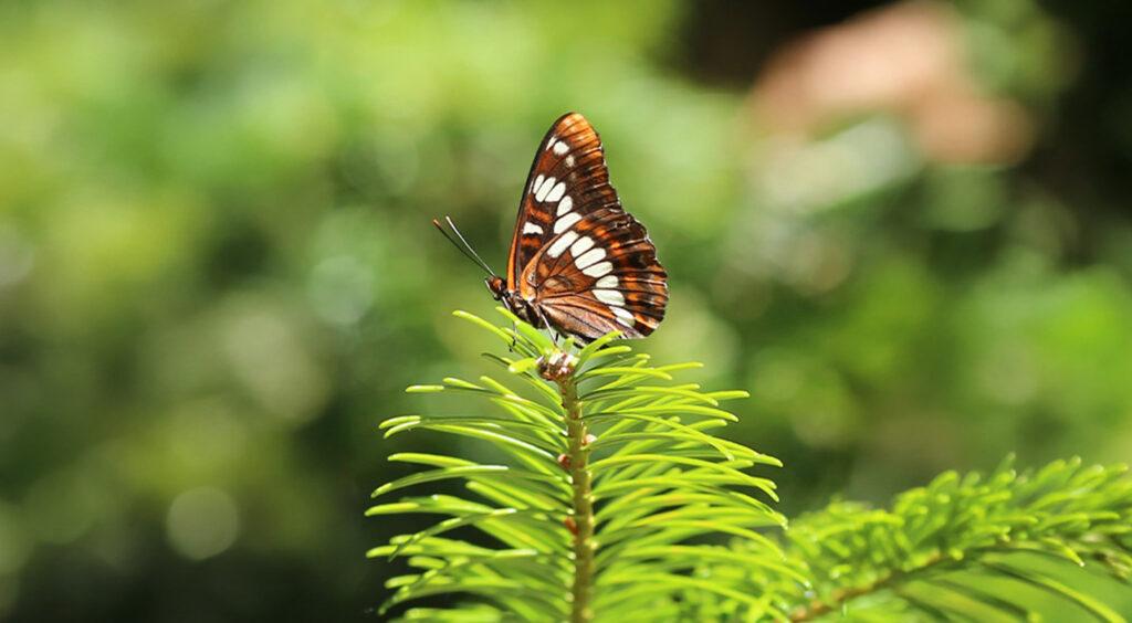 A butterfly is depicted in profile.