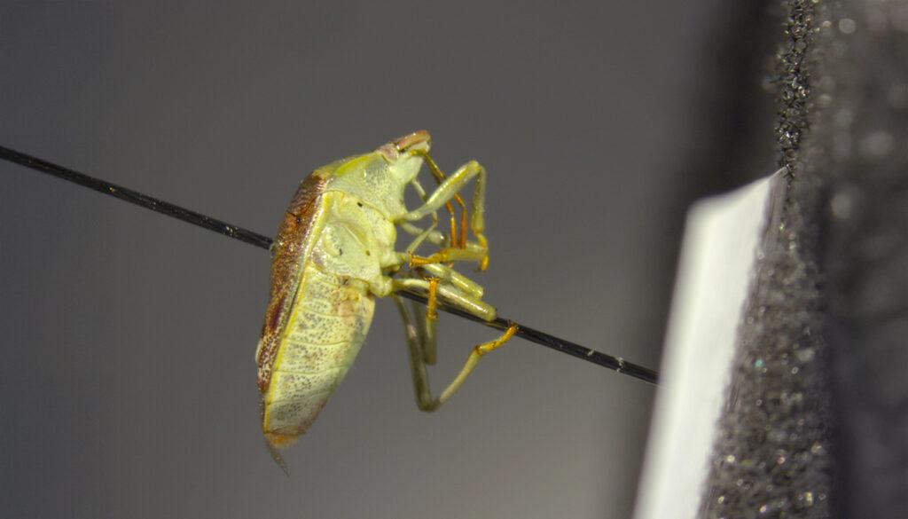 A close-up view of an insect, providing data on how many of each type were on each tree.
